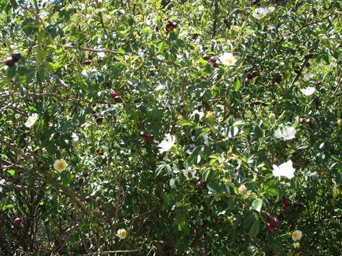 ACTIVITATS COSMOF&Iacute;SICA-FLORA